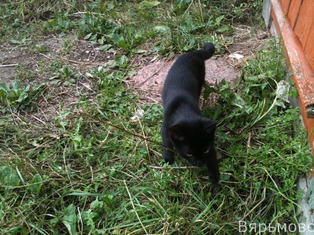 Кошка Багира в Вярьмово
