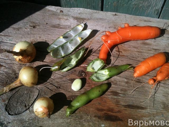 Лук бобы морковка в Красногородском районе д Вярьмово