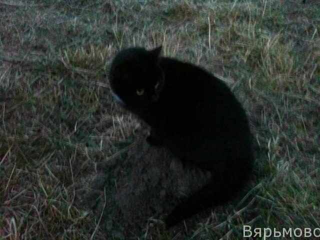 Кошка сидит на кротовом холмике