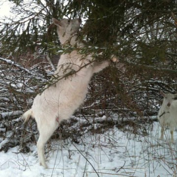 За хвойными ветками козы ну так соскучились, что даже готовы прыгать по веткам до макушки.