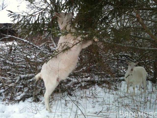 За хвойными ветками козы ну так соскучились, что  даже готовы прыгать по веткам до макушки. 