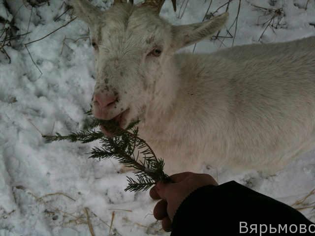 Маруся и все козы едят на прогулке елку