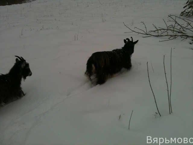 Машка с Дашкой пробираются через глубокий  снег к сосне 