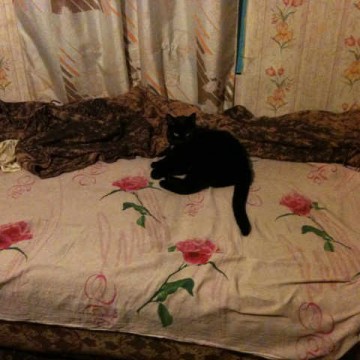 Перед тем, как лечь спать надо куда то пристроить Кошку.