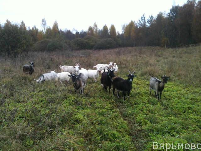 Вярьмовские козы