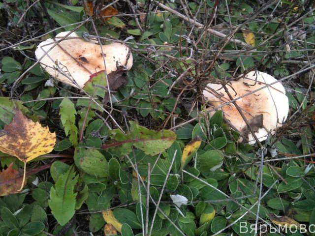 Обкусанные грибы- таких две поляны в ста метрах от дома