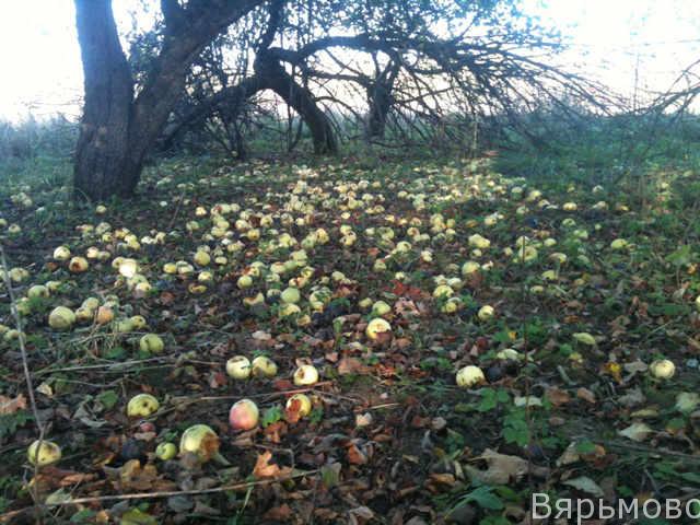Яблоки в ближней роще