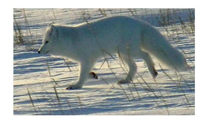 Белая полярная лисичка
