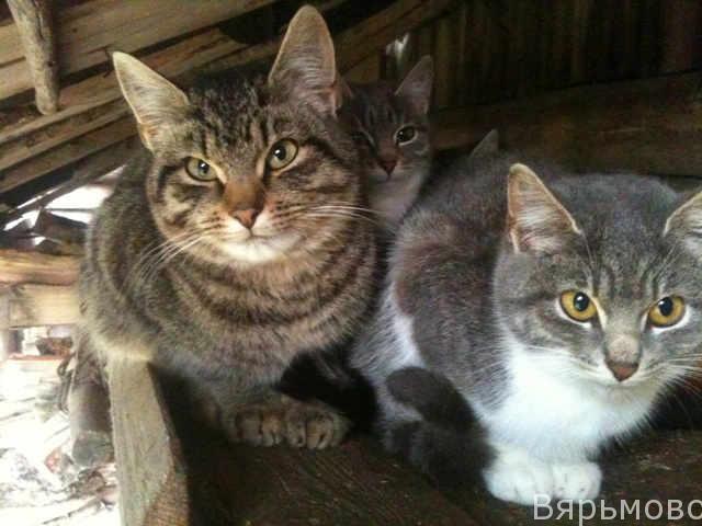 Кот и некастрированые кошки