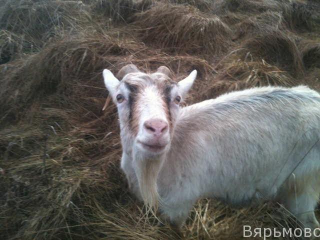 Белка - коза породы Вярьмовская шестиногая