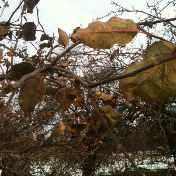 Ноябрьские листья яблони