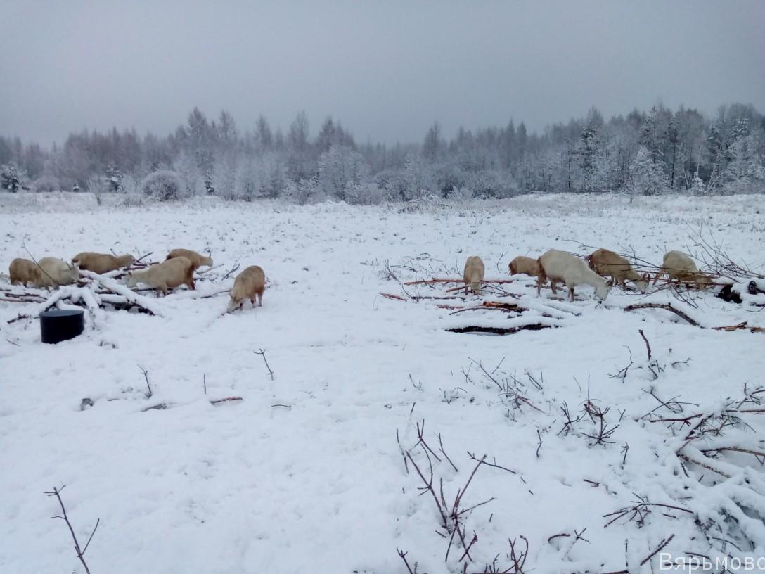 Козы зимой в Вярьмово