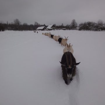 Снег и козы