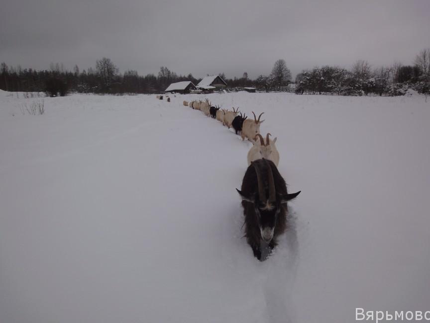 Снег и козы
